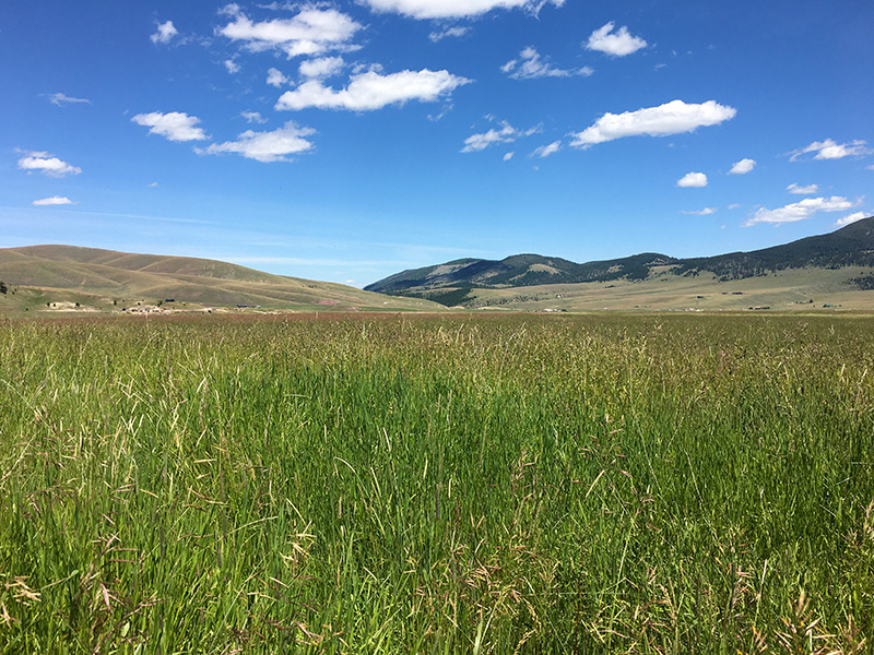 Grasslands-w