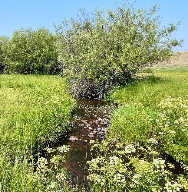 Riparian habitat on Bloom Ranch-crp-w