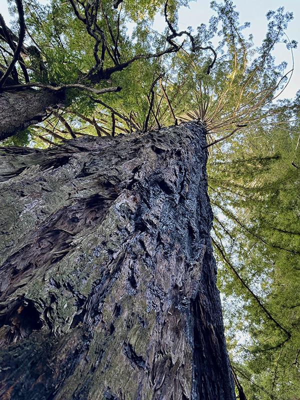 Soaring-Tree