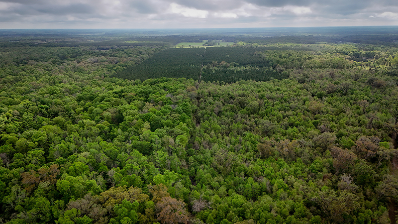 Aerial-BigTree40-AlisonBlakeslee-w