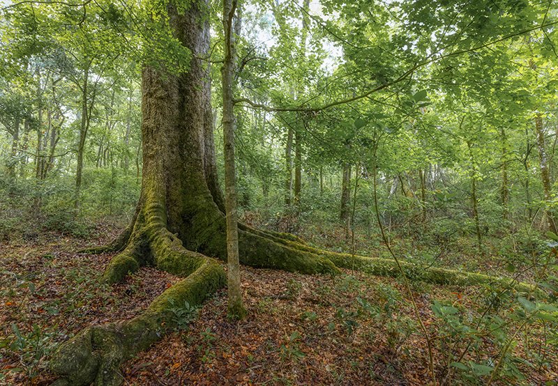LiveOak-Hardwoods-AlisonBlakeslee-w