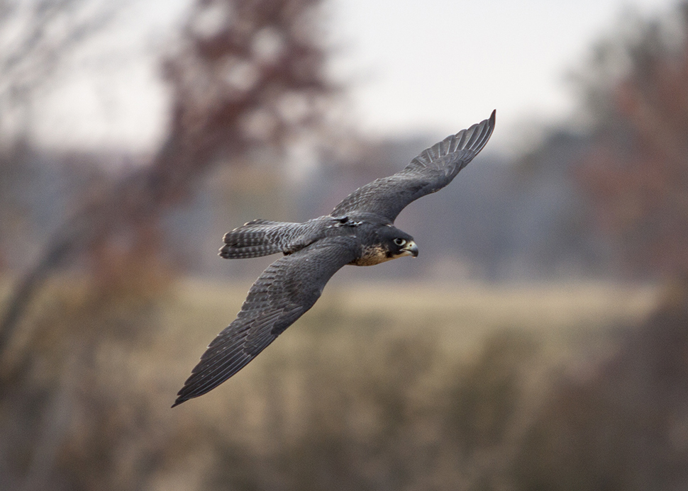 Peregrine Falcon_Photo-Dianne Mollers