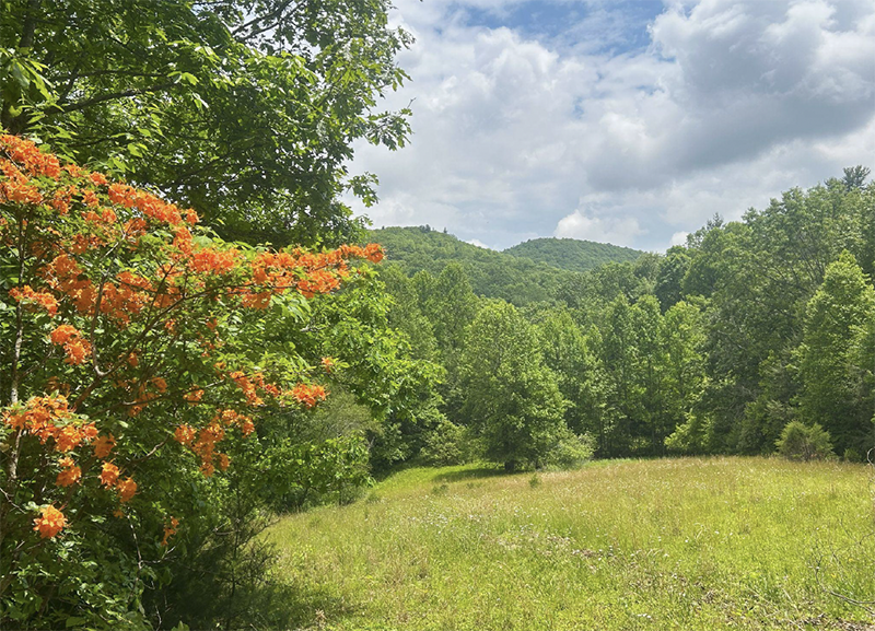 SlickensCreek-WildflowerMeadow-SophieVazquez-MCT-w