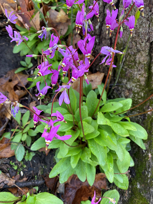 amethyst shooting Star_photo-ConnorKotte-w
