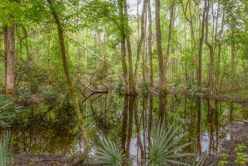 forrest-surrounding-wetland-AlisonBlakeslee-w