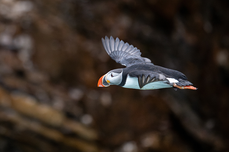 Atlantic Puffin, Photo_ Stephen Bradley-w
