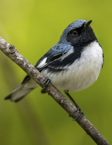 Black-throatedBlueWarbler_JeremyHynes-KNLT-CC-e1756233021607