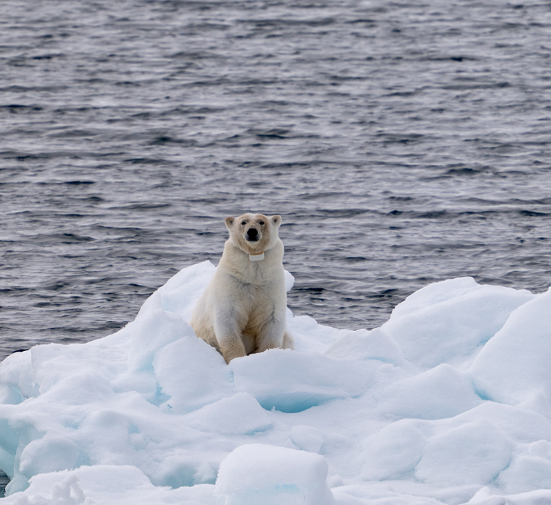 Collared (tagged) Polar Bear, Photo_ Stephen Bradley-w