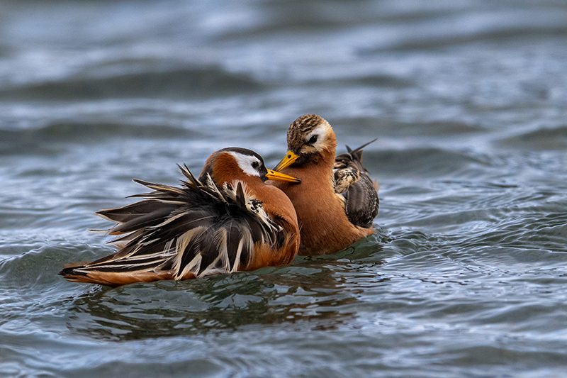 Red Phalarope, Photo_ Stephen Bradley-w