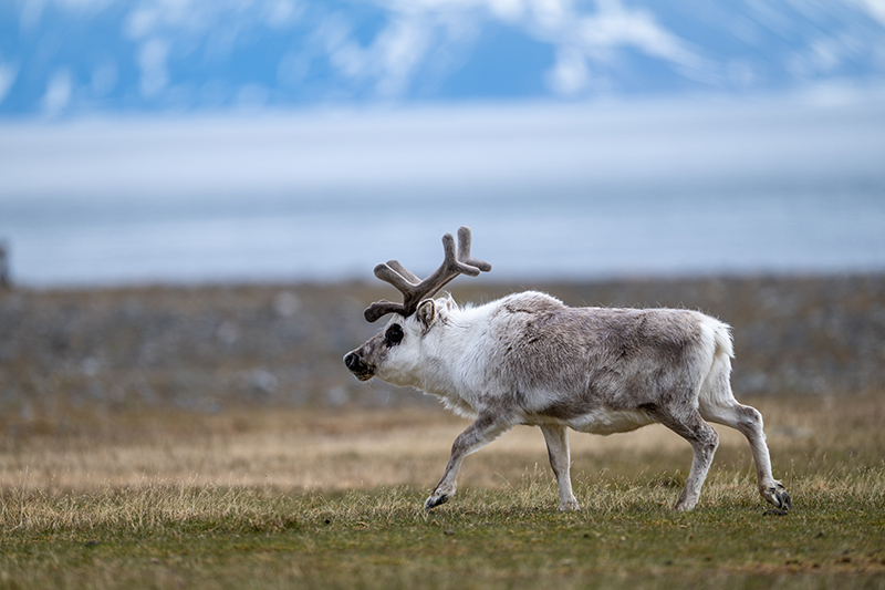 Svalbard Reindeer, Photo_ Stephen Bradley-w