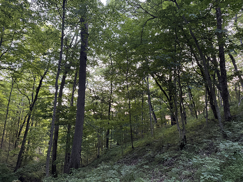 TroutwineForestWWLT-w