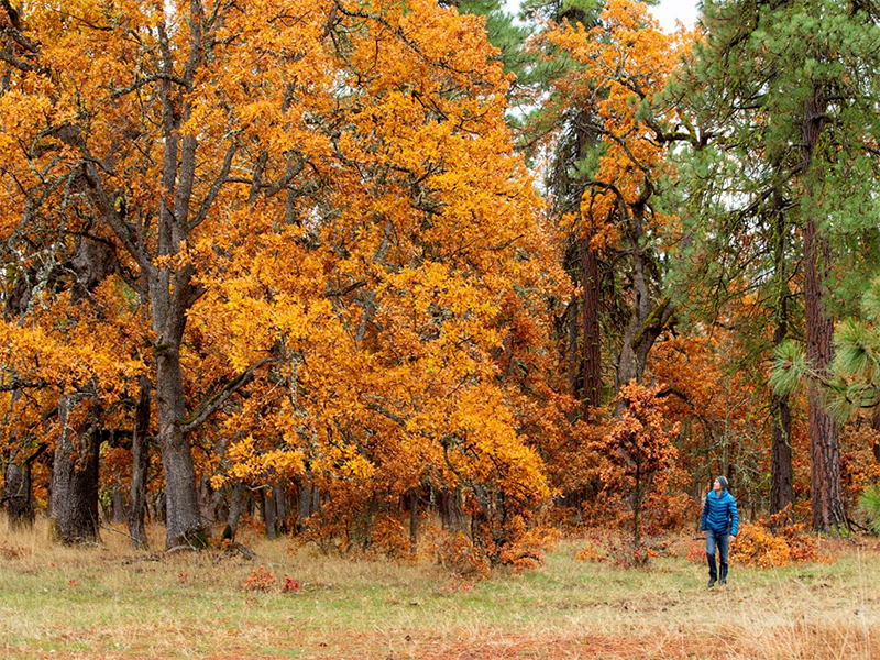 A hiker enjoys the splendor of Oregon white oak fall foliage at the Klickitat Oaks, Phase 1 property_Photo - IAN SHIVE-w