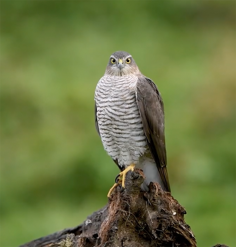 Cooper's Hawk - Indreland Jahrig Media-w