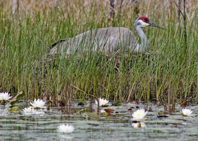 Naif and Jessie Jordan Natural Area