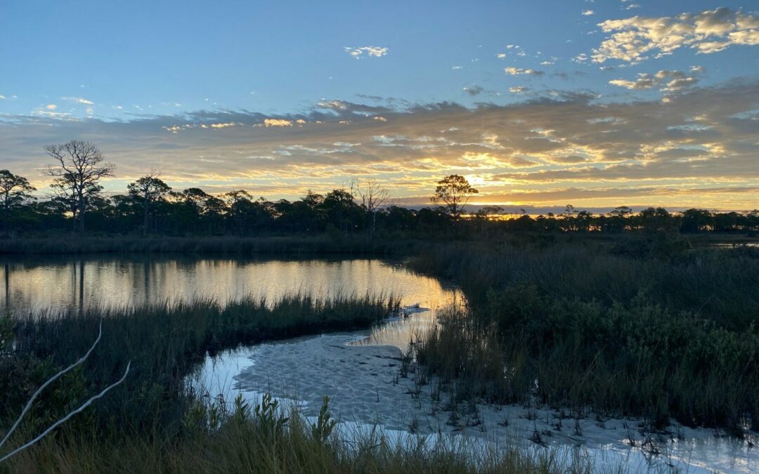 Dog Island Preserve