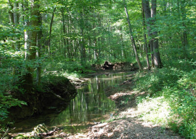 McCalla’s Woods