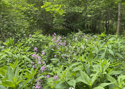 Mill Creek Preserve