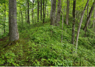 Em’s Conservation Easement