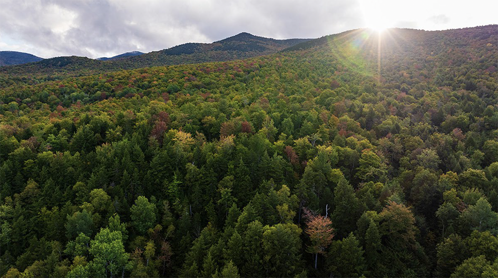 Mountain Brooks Wilderness Preserve