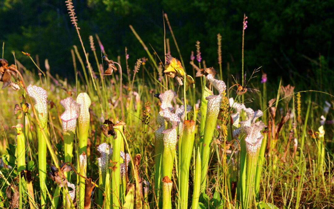 Upper Shoal River State Park Project