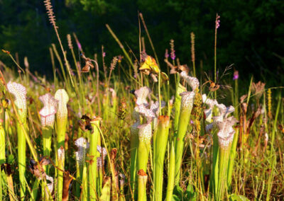 Upper Shoal River State Park Project