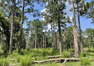 Flatwoods Savanna Wildlife Management Area