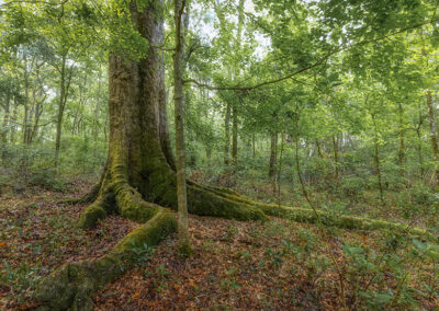 Big Tree 40