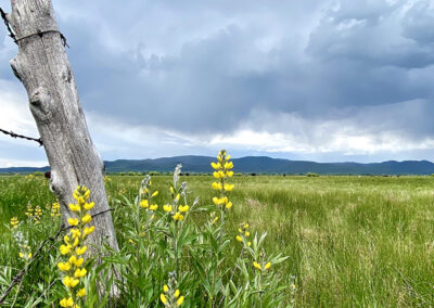 Maxo Meadow Conservation Easement