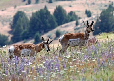 Jack Creek Property Additions