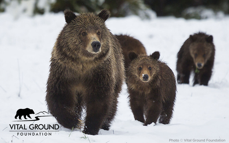 Vital Ground Foundation