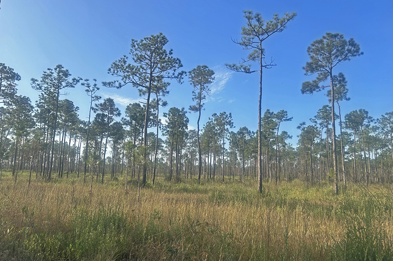 Longleaf on Jordan Property_Photo Robert Smith-w