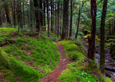 Muddy Moose Forest Conservation Project