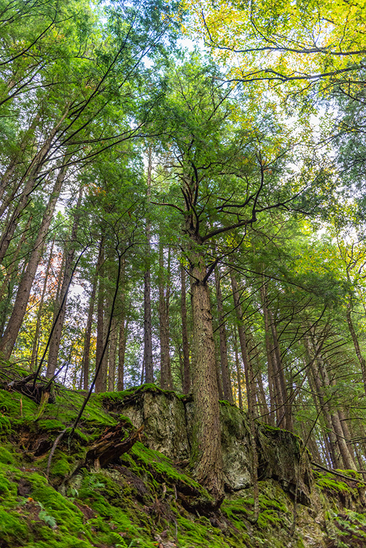 Muddy Moose-trees-w