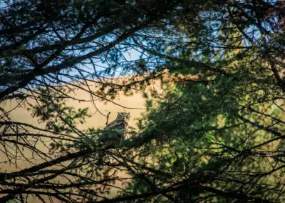 McGowan Ranch Conservation Easement